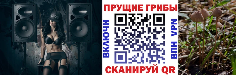 Псилоцибиновые грибы Psilocybine cubensis  где можно купить   Анжеро-Судженск 